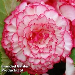 Begonia X Tuberhybrida 'Giant Picotee Blush'