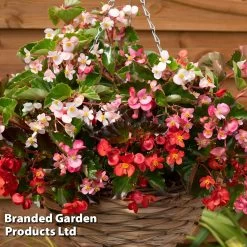 Dobies 22 Begonia 'Hula Mixed'