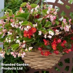 Dobies -Dobies BEGO HULAMIXED S45311