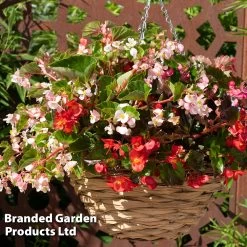 Begonia 'Hula Mixed' -Dobies BEGO HULAMIXED S45312