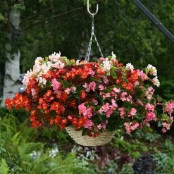 Begonia 'Hula Mixed' -Dobies BEGO HULAMIXED T52606 NOW1