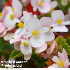 Begonia 'Hula Mixed' -Dobies BEGO HULAMIXED T52607