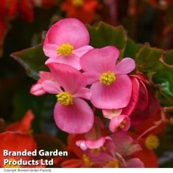 Begonia 'Hula Mixed' -Dobies BEGO HULAMIXED T52608