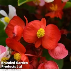 Begonia 'Hula Mixed' -Dobies BEGO HULAMIXED T52609