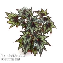 Begonia Plant - Little Brother Montgomery