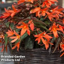 Begonia Bossa Nova Night Fever -Dobies BEGO NIGHTFEVE S39360