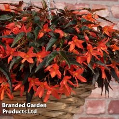 Begonia Bossa Nova Night Fever -Dobies BEGO NIGHTFEVE S39362