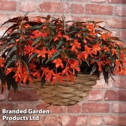 Begonia Bossa Nova Night Fever -Dobies BEGO NIGHTFEVE S39368