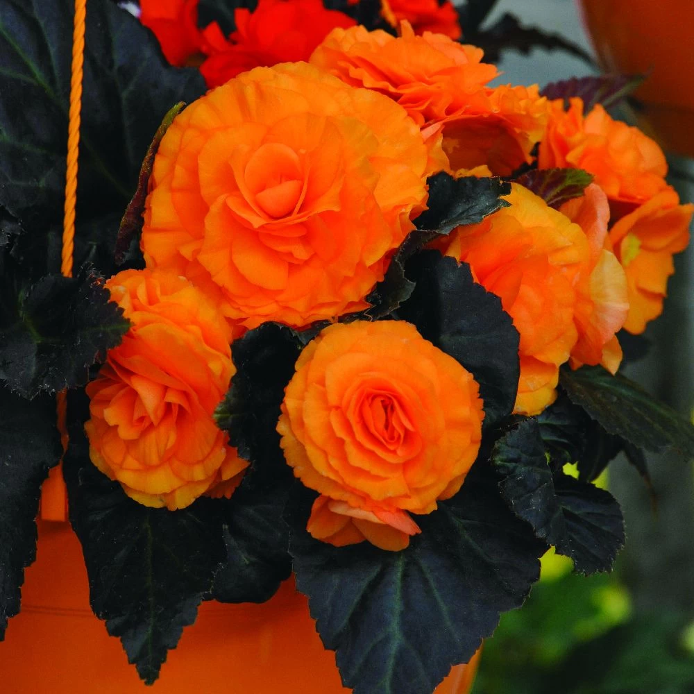 Begonia Nonstop Mocca Bright Orange 1 Begonia Nonstop Mocca Bright Orange