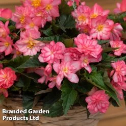 Begonia 'Nonstop Rose Petticoat' -Dobies BEGO NONSTROSE S36994