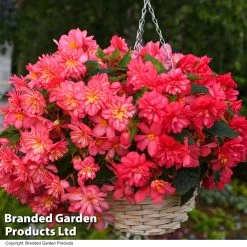 Begonia 'NonStop Joy Rose Picotee' -Dobies BEGO NONSTROSE T52612