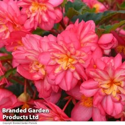 Begonia 'NonStop Joy Rose Picotee' -Dobies BEGO NONSTROSE T52613