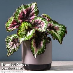 Begonia Merry Christmas