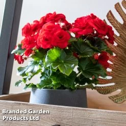 Begonia 'Rosebud Halo Red' -Dobies BEGO ROSEHALOR S46859