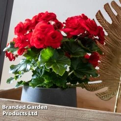 Begonia 'Rosebud Halo Red' -Dobies BEGO ROSEHALOR S46860