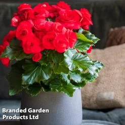 Begonia 'Rosebud Halo Red' -Dobies BEGO ROSEHALOR S46861