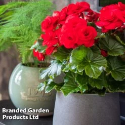 Begonia 'Rosebud Halo Red' -Dobies BEGO ROSEHALOR S46863