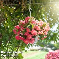 Begonia 'NonStop Joy Rose Picotee' -Dobies BEGO ROSEPICOT S53073