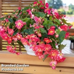 Begonia 'NonStop Joy Rose Picotee' -Dobies BEGO ROSEPICOT S53075