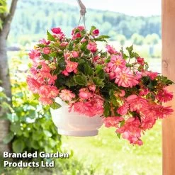 Begonia 'NonStop Joy Rose Picotee' -Dobies BEGO ROSEPICOT S53077