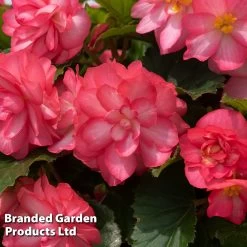 Begonia 'NonStop Joy Rose Picotee' -Dobies BEGO ROSEPICOT S53274