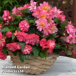 Begonia 'NonStop Joy Rose Picotee' -Dobies BEGO ROSEPICOT S53277