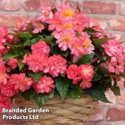 Begonia 'NonStop Joy Rose Picotee' -Dobies BEGO ROSEPICOT S53278