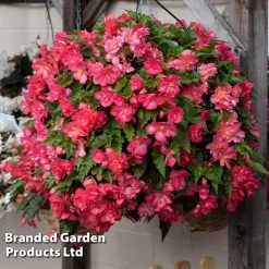 Begonia 'NonStop Joy Rose Picotee'