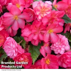 Begonia 'NonStop Joy Rose Picotee' -Dobies BEGO ROSEPICOT T33812