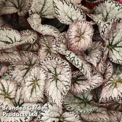 Begonia Plant - Silver Lace
