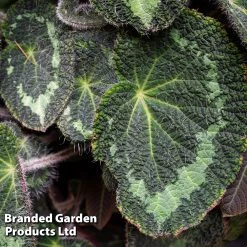 Begonia Plant - Sizemoreae