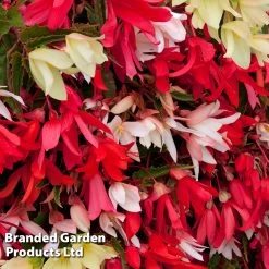 Begonia 'Starshine Mixed' -Dobies BEGO STARSHINE S09591