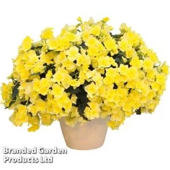 Begonia 'Sunpleasures® Yellow' -Dobies BEGO SUNPYELLO S44597