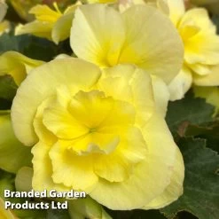 Begonia 'Sunpleasures® Yellow' -Dobies BEGO SUNPYELLO S44599