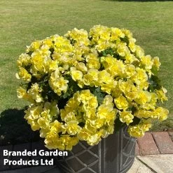 Begonia 'Sunpleasures® Yellow'