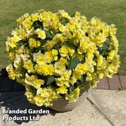 Begonia 'Sunpleasures® Yellow' -Dobies BEGO SUNPYELLO S44601