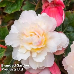 Begonia 'Sweet Spice Appleblossom' -Dobies BEGO SWEETSPAP S17991