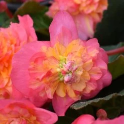 Begonia Sweet N Spice Duo