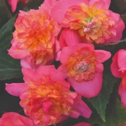 Begonia Sweet N Spice Duo -Dobies BEGO SWEETSPIC T08776201