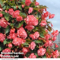 Begonia 'Sweet Spice English Rose'