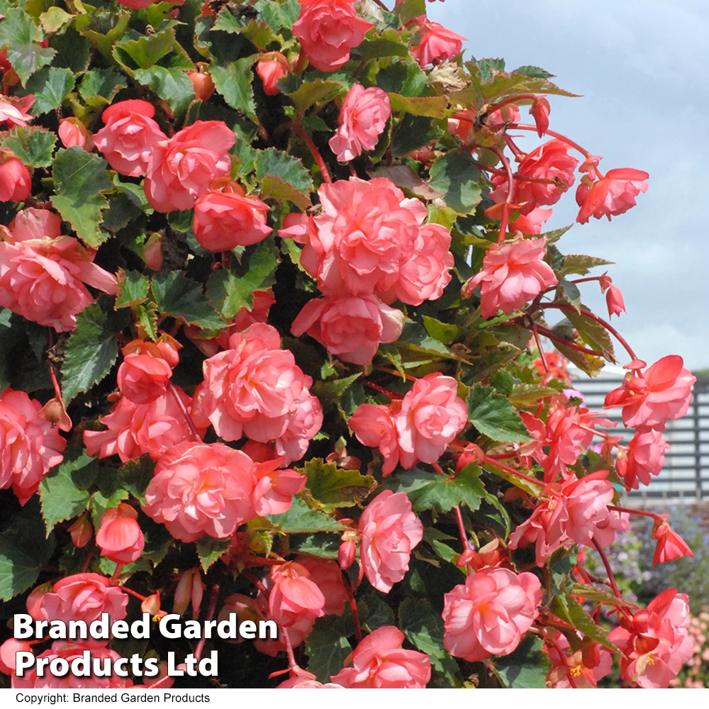 Begonia 'Sweet Spice English Rose' 1 Begonia 'Sweet Spice English Rose'