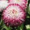 Bellis Plants - Pomponette Bicolour
