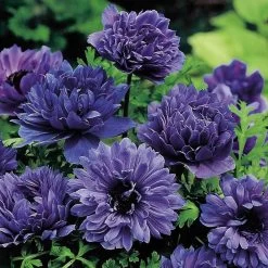 Anemone Coronaria 'Lord Lieutenant'
