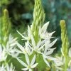 Camassia Bulbs - Leichtlinii Alba