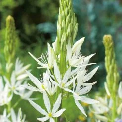 Camassia Bulbs - Leichtlinii Alba
