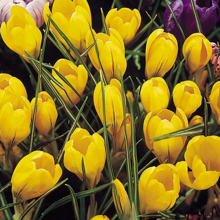 Crocus 'Yellow Mammoth' 1 Crocus 'Yellow Mammoth'