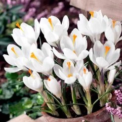 Crocus 'Jeanne D'Arc'