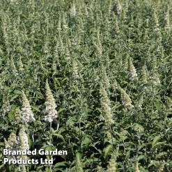 Buddleja 'White Ball'