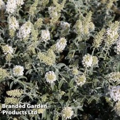 Buddleja 'White Ball' -Dobies BUDD WHITEBALL S24528