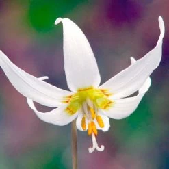 Erythronium Californicum 'White Beauty'